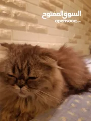  3 قطه سكوتش مطعم بهملايا يعمر 7 اشهر