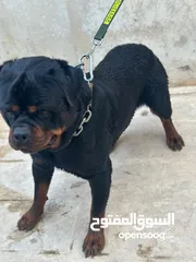  5 روت وايلر مستوى عالي