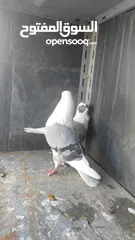  13 جواز حمام للبيع