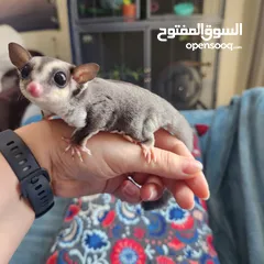  5 Suger Gliders (2 Females - Twin Sisters)
