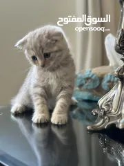  3 Scottish fold female