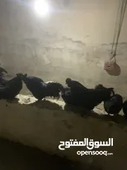  15 ديوك لمبرجيني و صيصان صحة و نظافة  بلدي للبيع