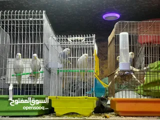  3 عصافير للبيع ألبوم في منهم