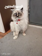  2 قطة من نوع همالايا