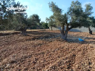  6 ارض للبيع في كوبر
