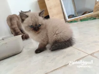  6 ذكر همالايا تشوكلت
