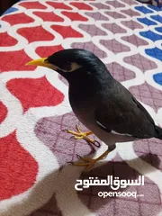  1 طائر ميناا للبيع