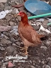  5 دجاجتين عرب صحه خير من الله مال بيت  
