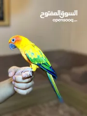  12 ببغاء صن كنيور عباره عن لعبه  تفاصيل عبر الرقم