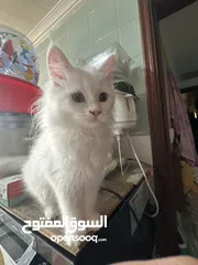  5 Good quality persian cat....