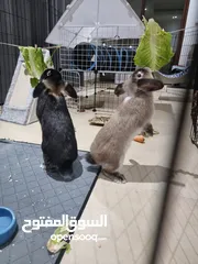  6 Holland lop rabbits