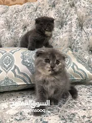  3 قطط سكوتش فولد