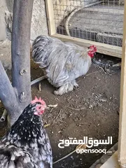  5 دجاج كوجن للبيع