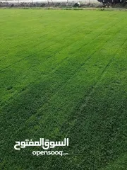  2 نجيل ديكوندرا ونجيل طبيعي