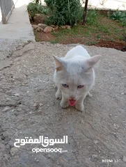  11 قط ابيض جميل جدا مع عينان زرقاوان و حالته الصحية جيدة و هادا و مرح وكن غير مدرب
