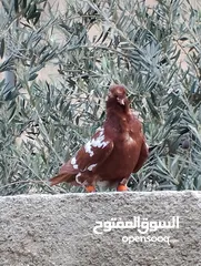  3 جوز ذبابنه سود لعب وجه وسواد