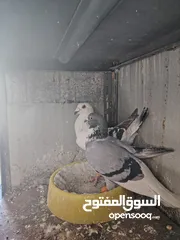  14 حمام مشكل زواج للبيع