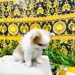  4 pomeranian dogs male and female 2 month old