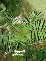  4 اشجار زينه