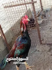  3 دجاج بنجاب باكستاني