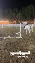  10 خيل  عربي