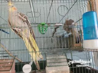  2 طيور كوكتيل جوز كوكتيل