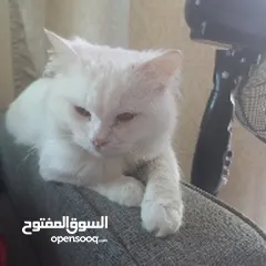  1 قط ذكر للتبني