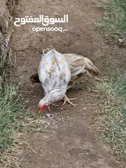  5 دجاج باكستاني