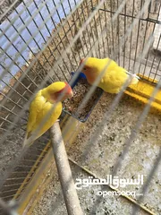 4 جوز روز لاتينيو انتاج ماكينة صلاة نبي