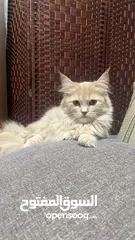  1 قط mainecoon دكر للزواج الشارقة