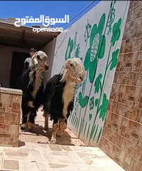  2 بسم الله ماشاء الله