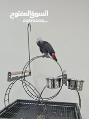  1 ببغاء الكاسكو(جاكو )