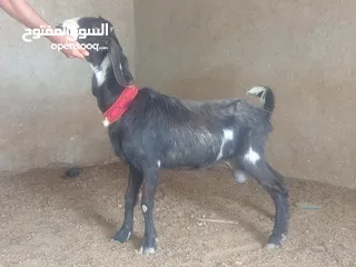  4 بسم الله الرحمن ارحيم معز فل لحم وسن صغير ضحايه