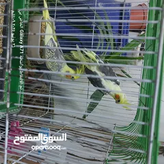  3 كوكتيل للبيع