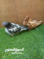  7 ازواج حمام زينة قوية جداً و راقية