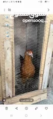  1 جاج بلدي ديك 2 جاج بلدي 2