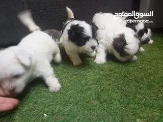  12 Shitzu puppies جراوي شيتزوا