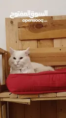  3 percian socialy kind withot voice persian cat
