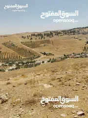  5 ارض زراعية 5384م قرية عين بني حسن وسط مزارع