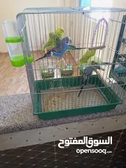  5 طيور حب زواج اشي فخم الله يبارك لصاحب النصيب اقرأ الوصف مهم
