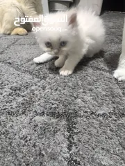  2 قطط للبيع مكس