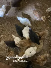  3 صيصان دجاج بلدي للبيع بسعر مغري