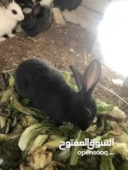  1 ارانب للبيع