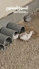  4 سمان صيني ( الملكي)