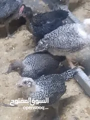  5 فرخات دجاج عمر شهر ونص