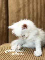  20 5 قطط هملايا للبيع – نابلس
