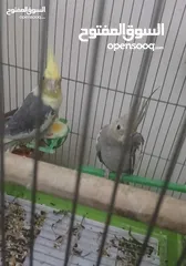 1 جوز كوكتيل للبيع مع قفص 4 معالف