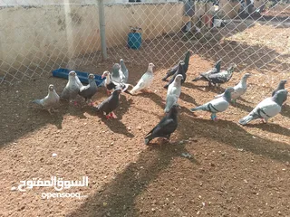  6 حمام للبيع قرقاطي