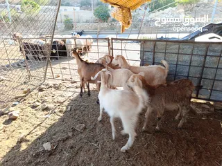  15 ماغز لاتينو جامبو وسيناني الاول في العالم للحليب