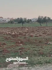  5 ارض للبيع في الخطابية من المالك مباشره